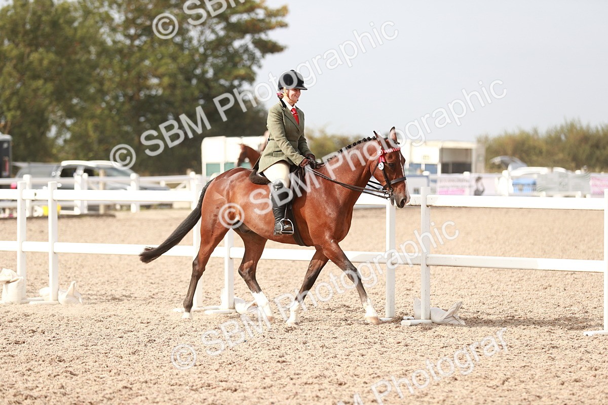 SBM_17469 - Class 215 Ridden Hack/ Riding Horse