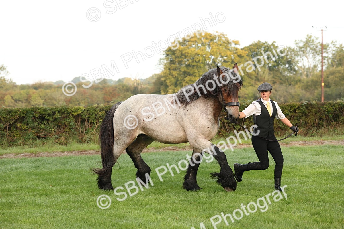SBM_54408 - S51 - Foreign Breeds In Hand