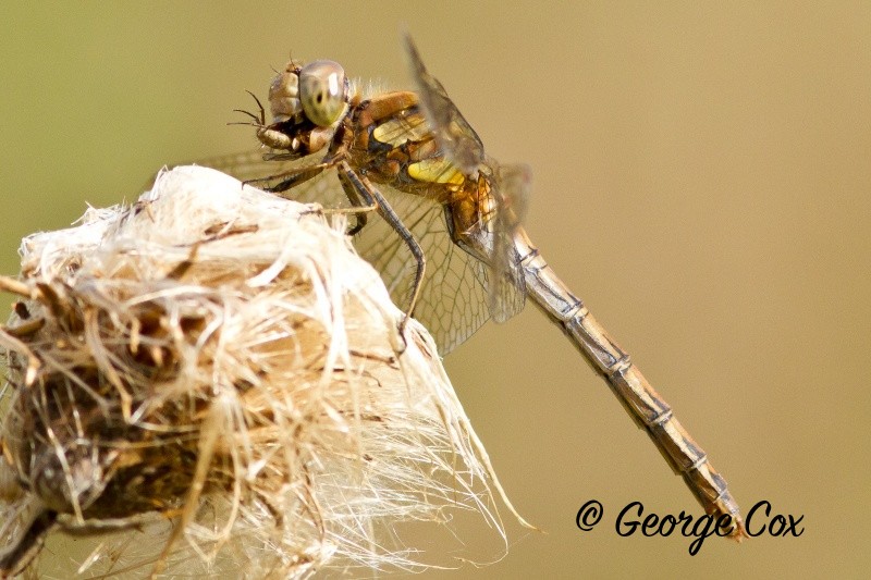 Common Darter - Dragonflies
