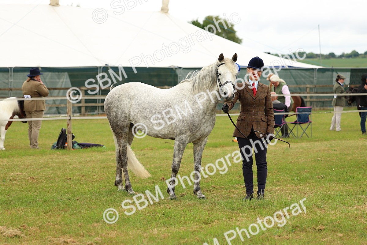 SBM_04249 - Class 64-67 - Shetland Pony In Hand