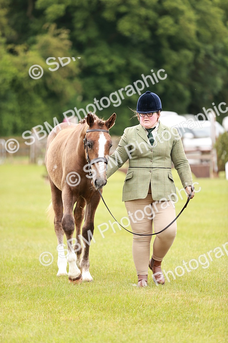 SBM_00675 - Class 26-30 Sport Horse In Hand