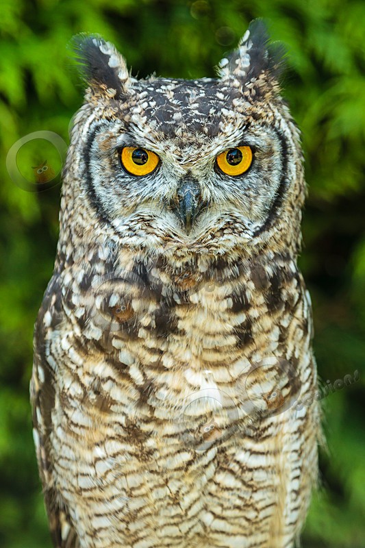 African Spotted Eagle owl Bubu - Our Birds