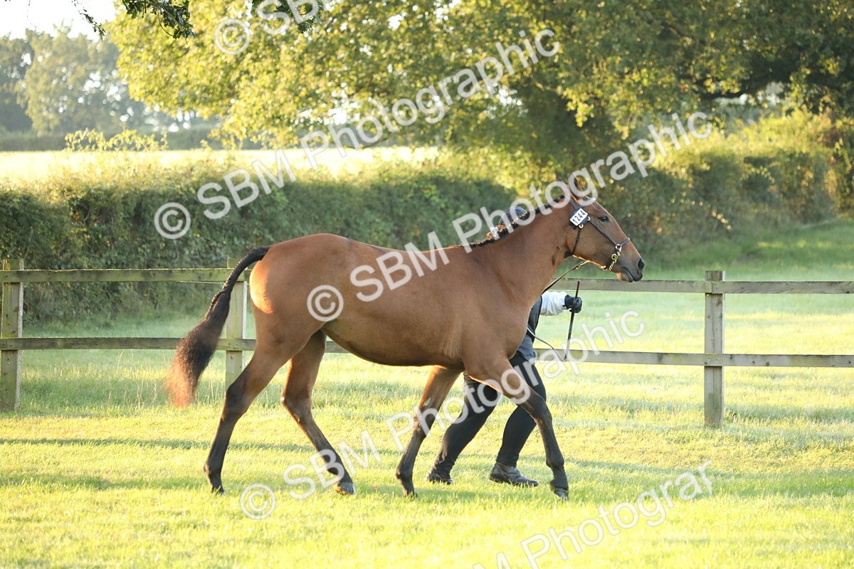 SBM_57781 - S42 - Youngstock