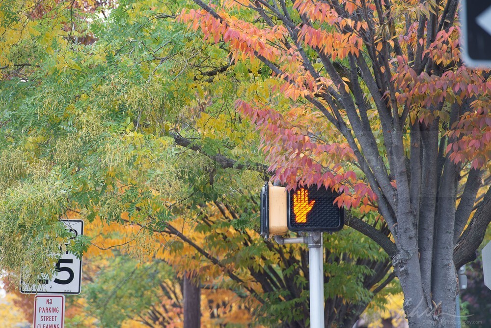 DSC_3280 - Autumn
