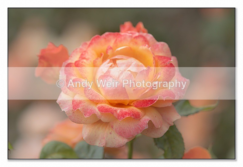 190710-untitled-1L4A2345-Edit - Plants & Flowers