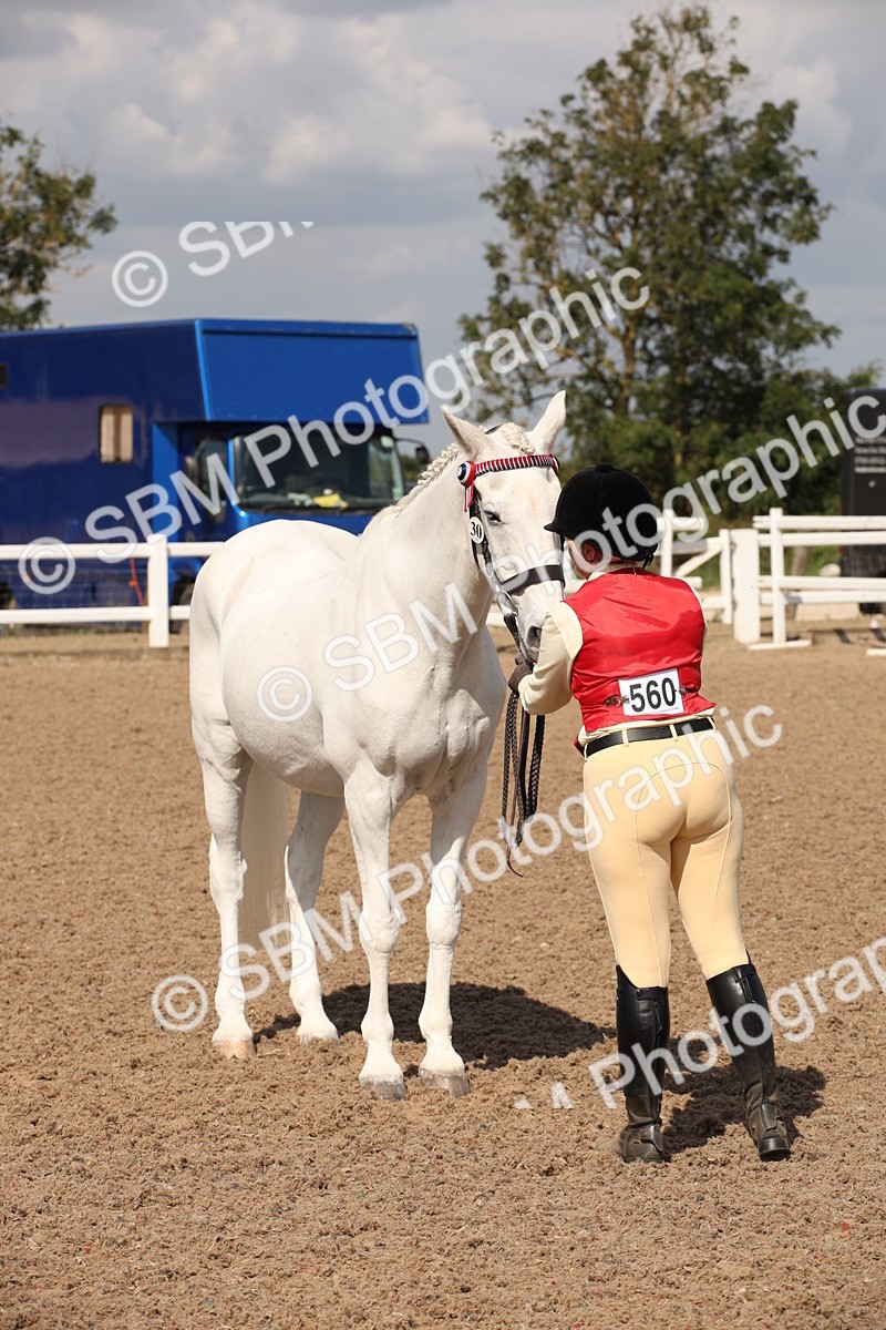 SBM_03403 - Class 18 Handsomest Gelding (IH or Ridden)
