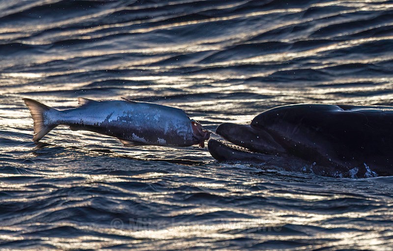 Chanory point, Bottle nose dolphins - Dolphins, Whales & Orcas. Scotland, Iceland, Azores & Madeira