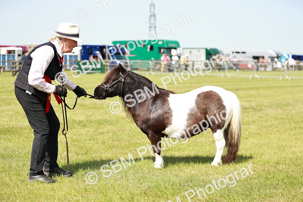 SBM_02013 - Class 14-23 - Mountain & Moorland In Hand Non Welsh