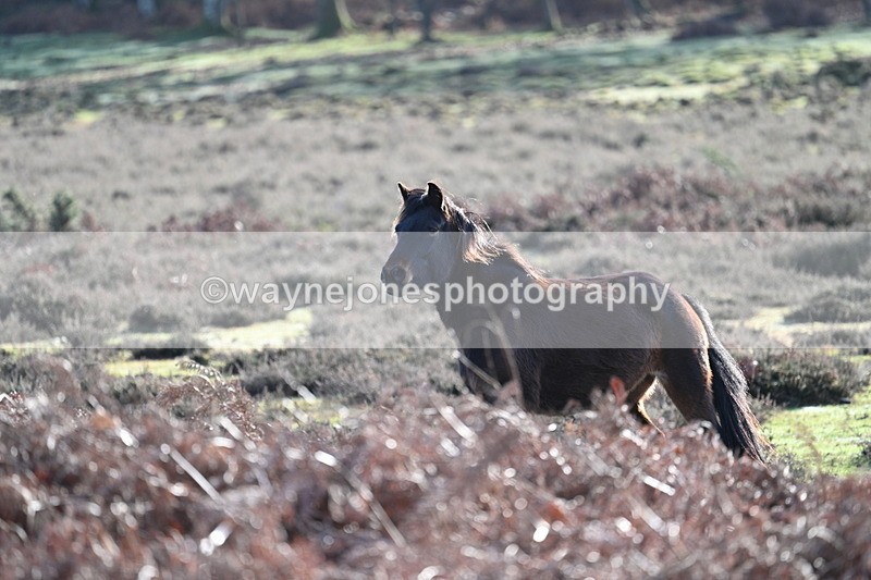 WJ7_7851 - Line 3 (no line 4 or 5)