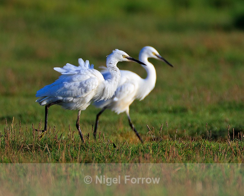 Two Little Egrets at Stanpit Marsh - Little Egret