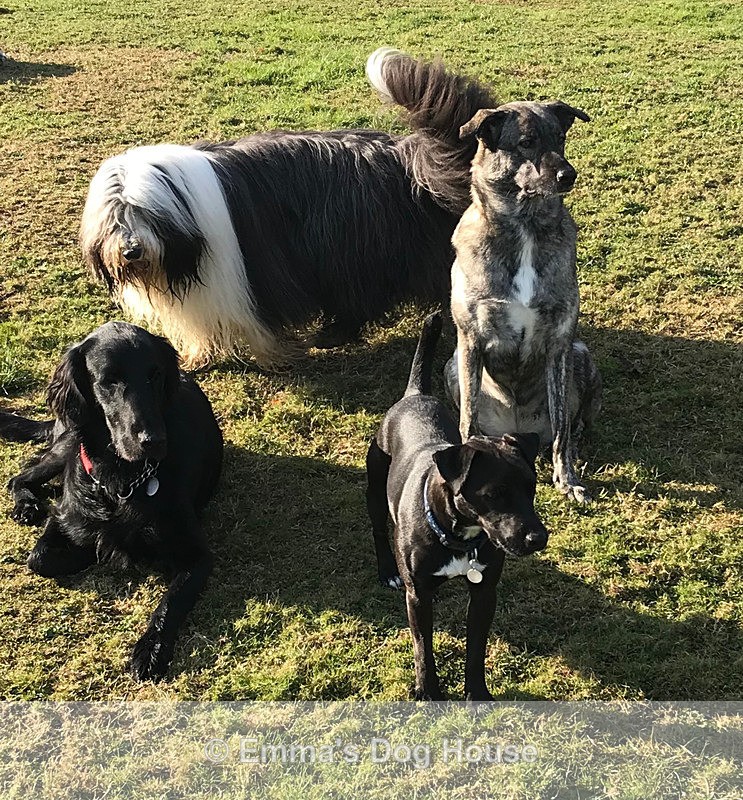  - Dogs