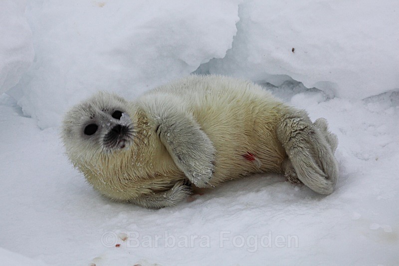 The first day  0516 - First 6 weeks of a seal pup's life