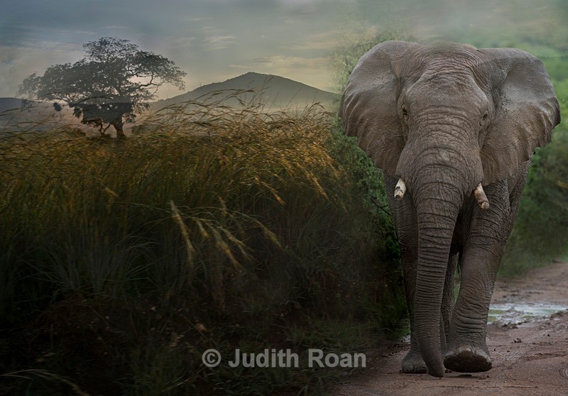 Elephant sunset montage - Photo Montages