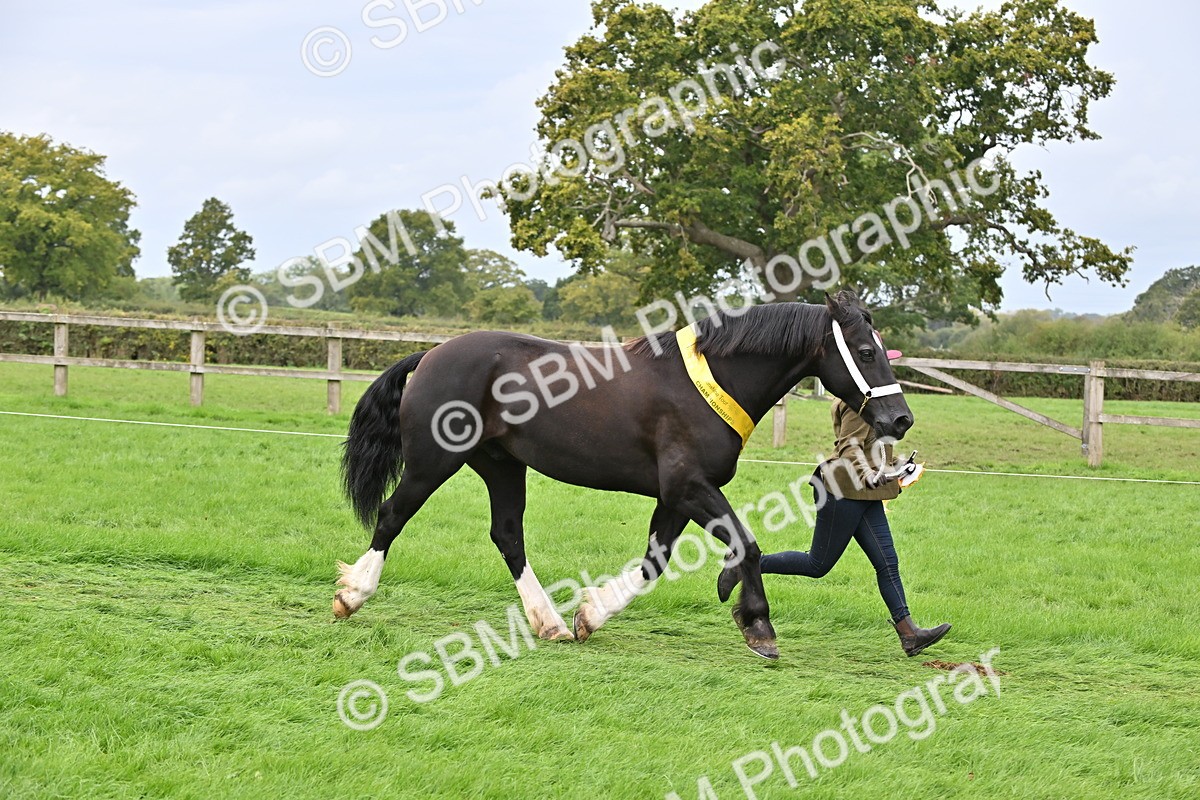 SBM_63342 - S49 - Mountain & Moorland In Hand Large Breeds