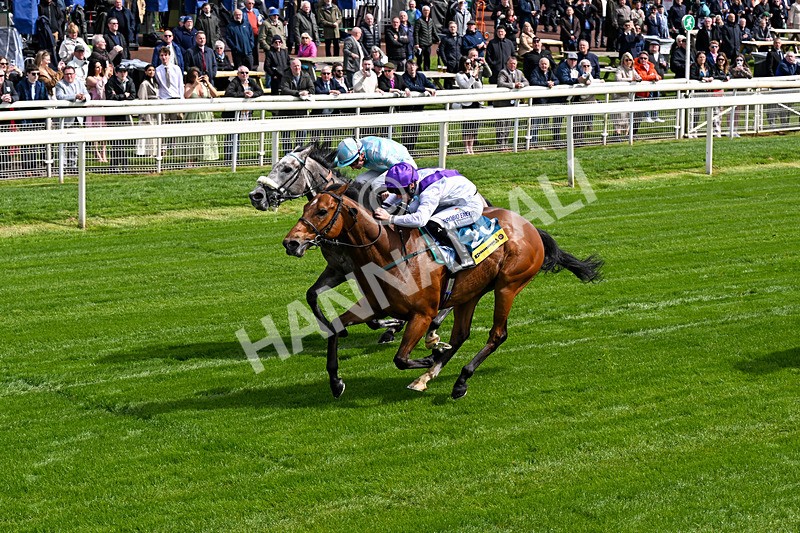 130526-Race 3-Dark Thirty-0180 - Race 3 2.55pm Churchill Tyres Handicap