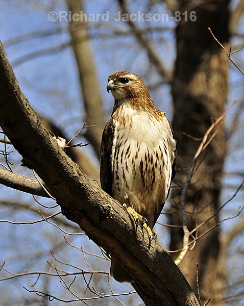 Red Tail Hawk - Birds