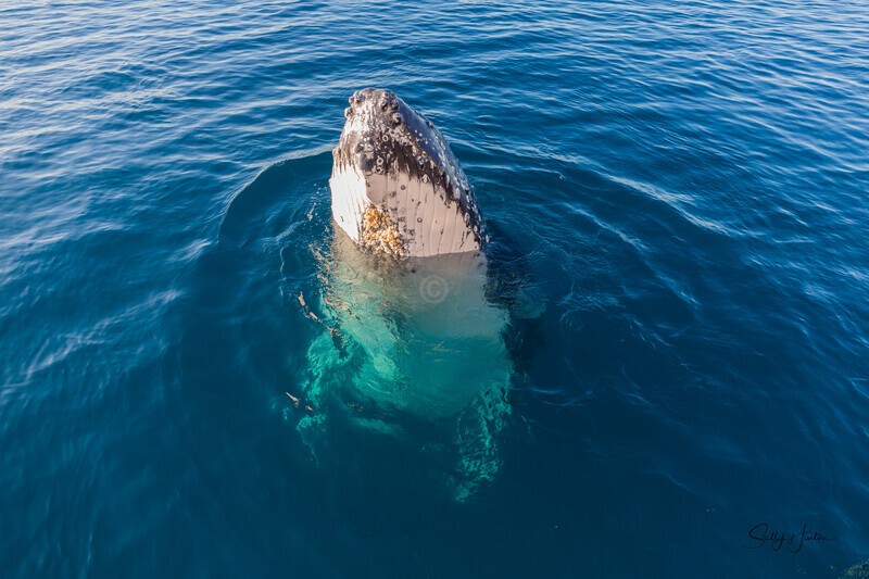 Just Hanging 10_16A8262 - Humpback Whales