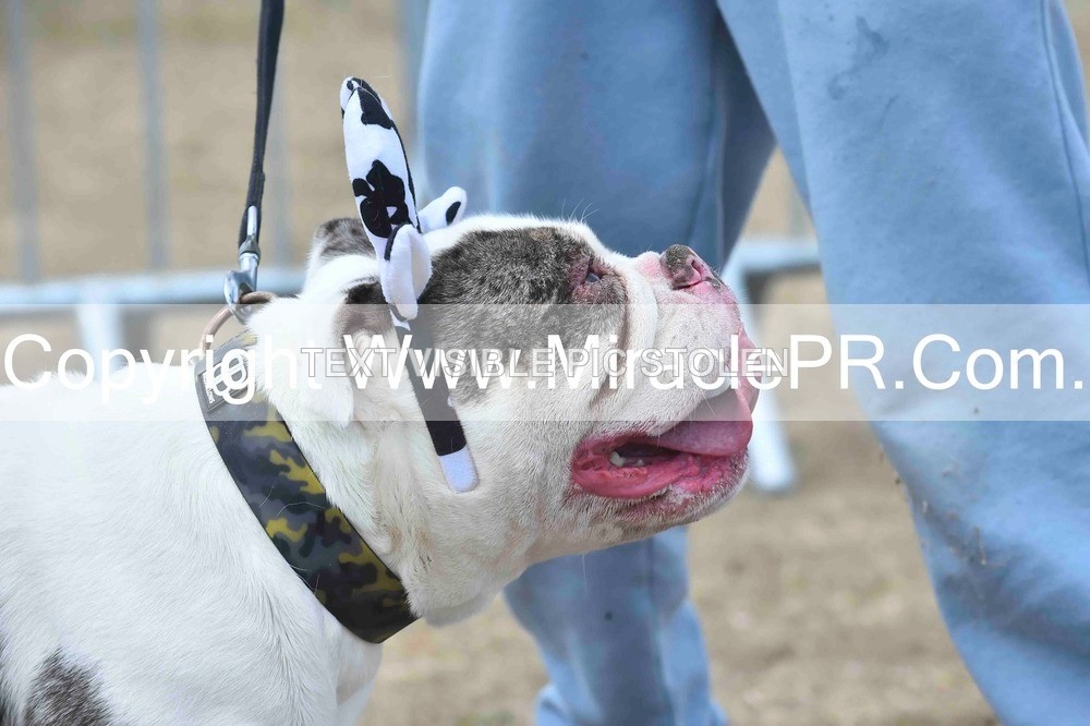 SH4_0287 - Dog show.