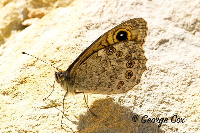 Large Wall Brown - Vercors Butterflies