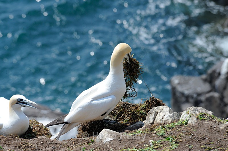  - Saltee Islands Birdlife