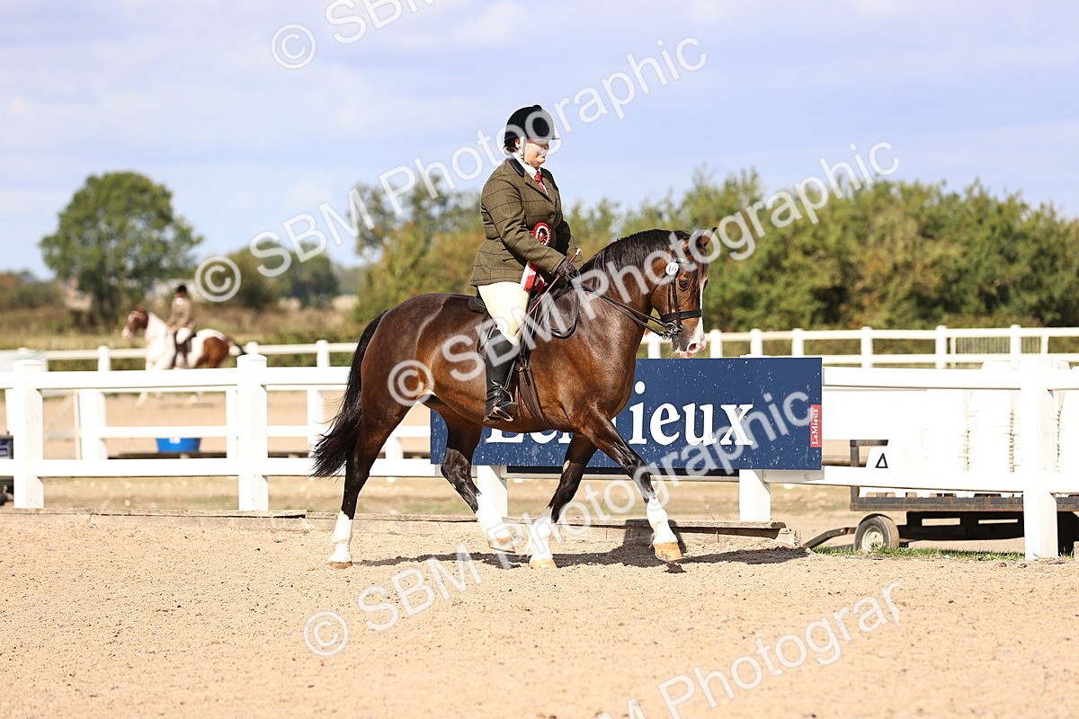 SBM_14332 - Class 411 - Prettiest Mare (IH OR Ridden) Adult