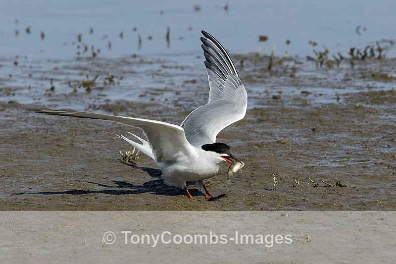 Common Tern - Birds