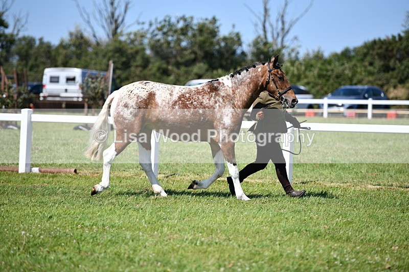 DSC_6737 - Class 57: Hunter/Riding Horse/Hack 1, 2 & 3 yr olds
