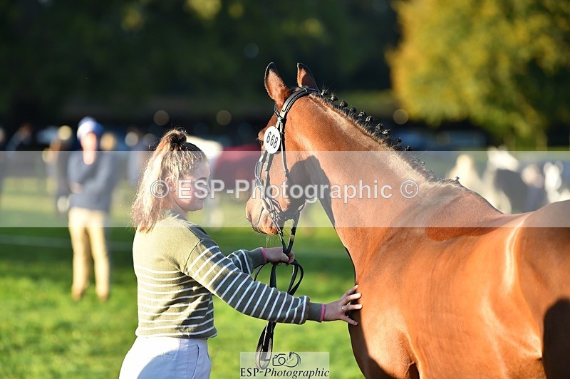 231022-085102-21398 - 668-BOWHAYLANDS.SKYFALL-Miya.Johns-TrotUp+SJ