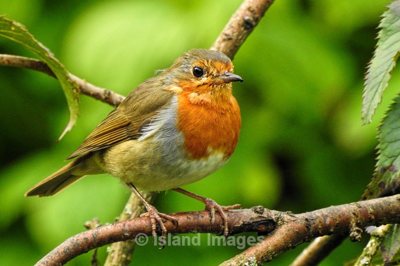 Male  Robin - Wildlife of Argyll
