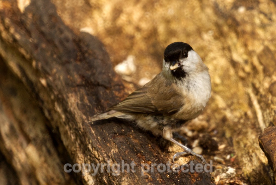Willow Tit - Lackford Lakes - Suffolk - Birds