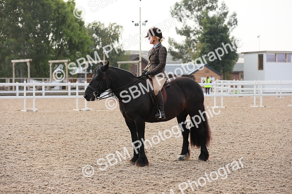 SBM_10046 - Class 302 Ridden M&M -Large Breeds