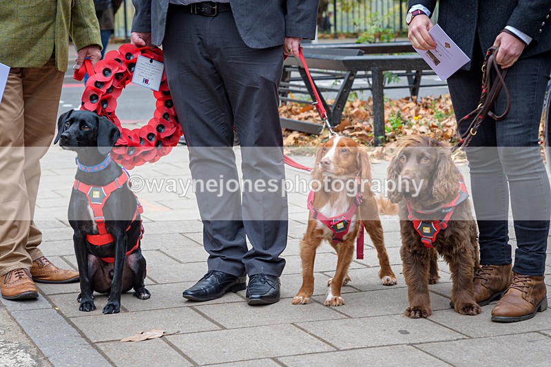 NGP_8117 - 2024 Animals in War Remembrance Gathering