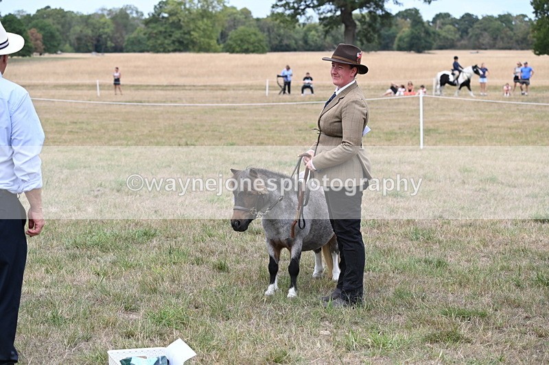 WJ6_5843 - Class 18 In-hand Coloured