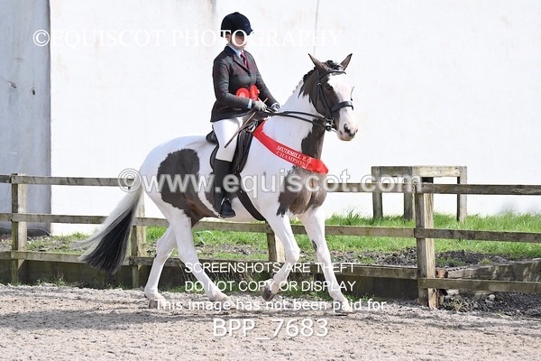 BPP_7683 - RING 1  (RIDDEN HORSES / IN HAND / VETERAN ETC)