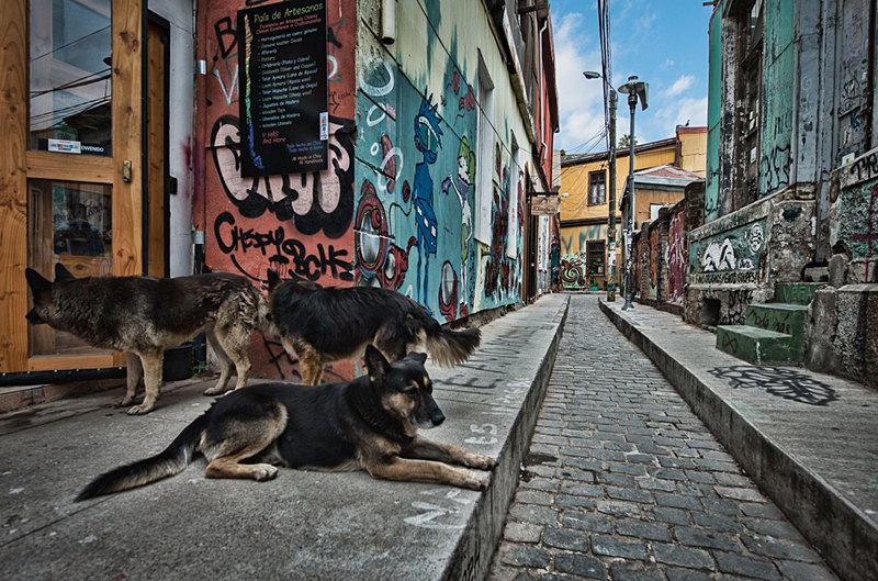  - Street Art & Stray Dogs - Valparaiso, Chile