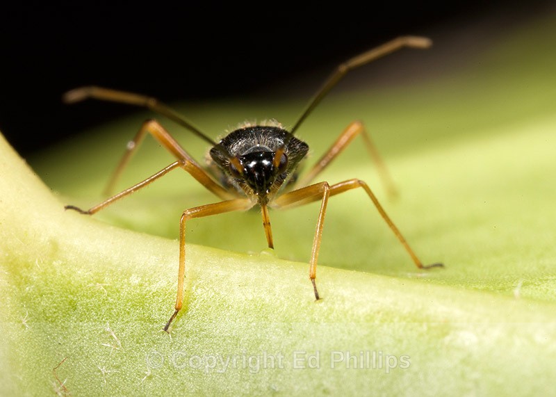 Dryophilocoris flavoquadrimaculatus - Dryophilocoris flavoquadrimaculatus