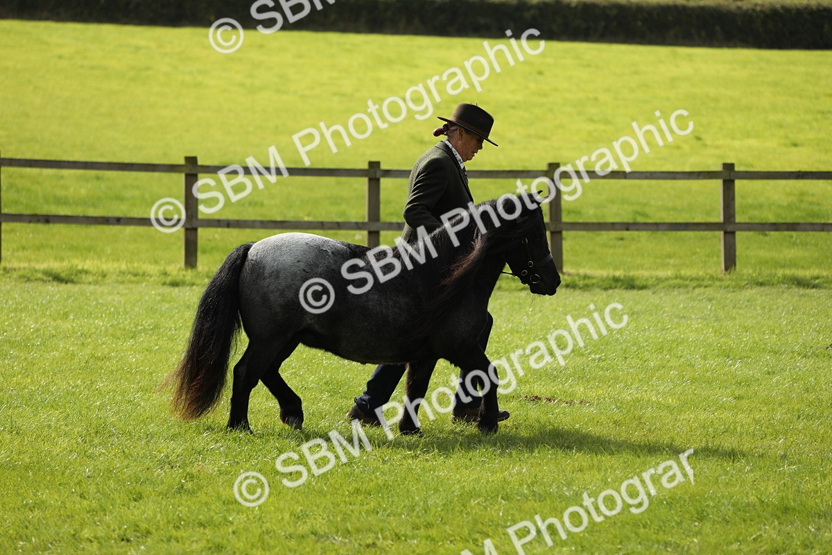 SBM_62891 - S46 - Mountain & Moorland In Hand Small Breeds