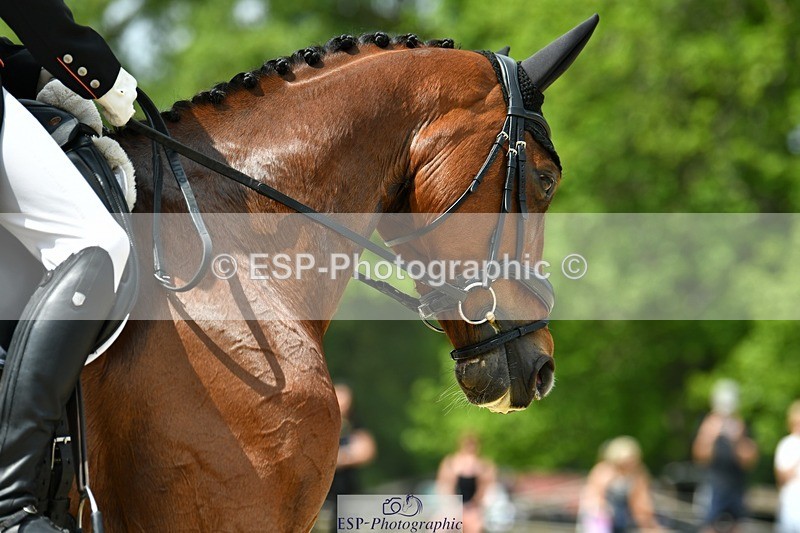 230525-113351-04049 - 201-JAEGER_MASTER-Tom_Woodward-WEDTrotUp+DR