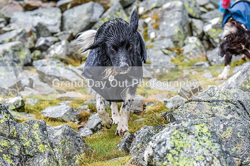Matterdale-270 - Kong Matterdale Horseshoe Fell Race Saturday 20th August 2022