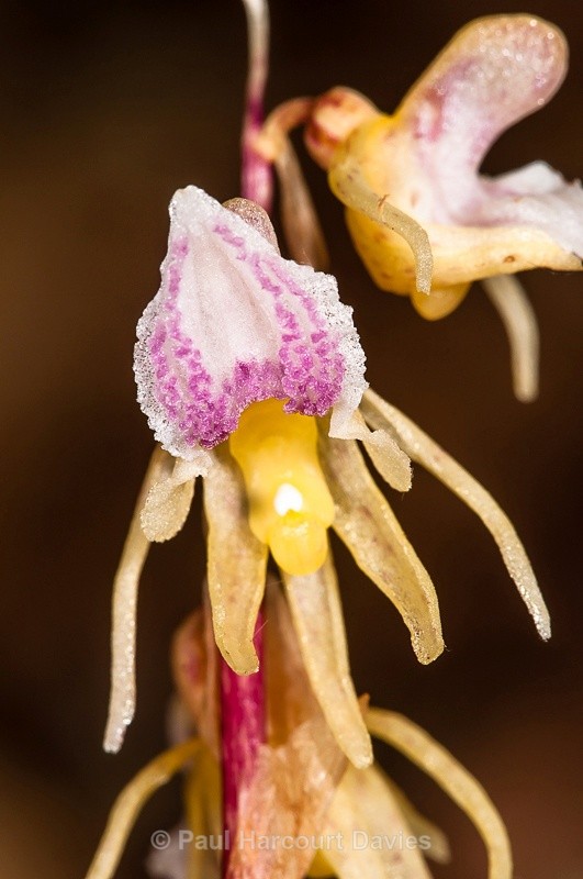  - Orchids - Various