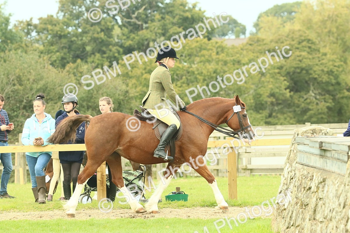 SBM_71874 - S60 - Mountain & Moorland Ridden Large Breeds