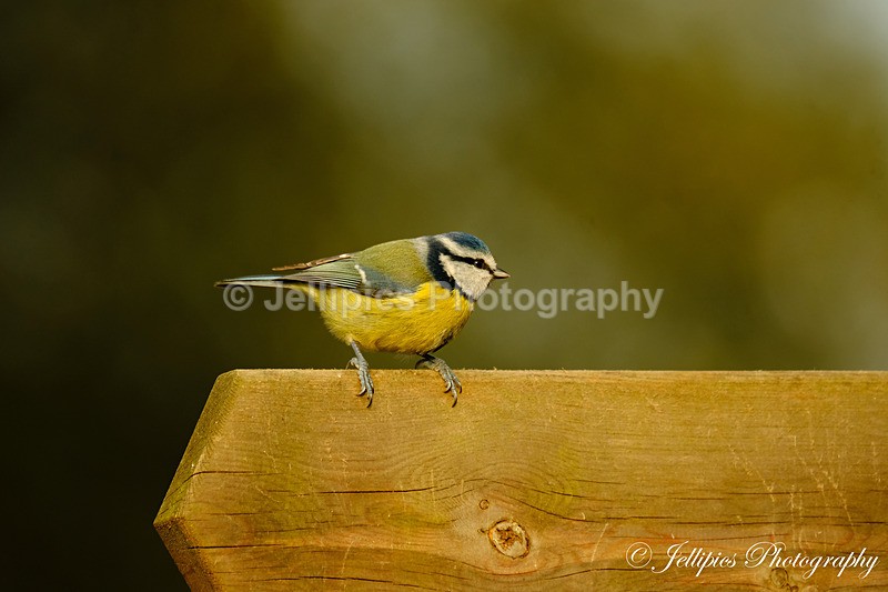 - Wildlife and Nature