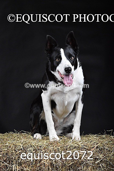 equiscot2072 - SKY & NELL