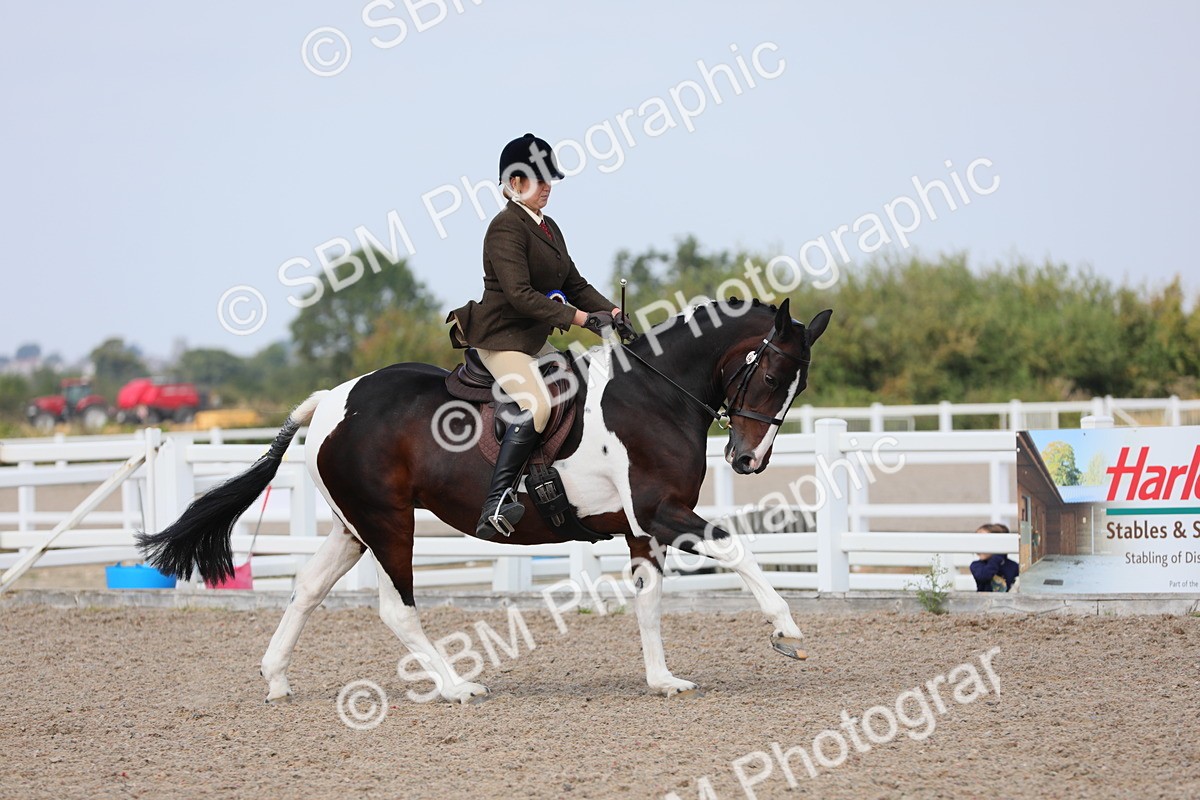 SBM_13552 - Class 308 Ridden Coloured Horse