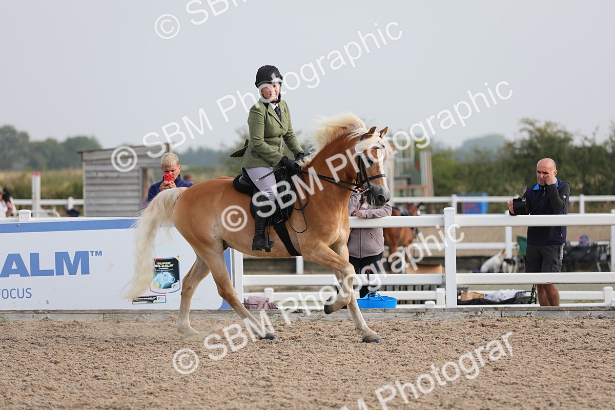 SBM_10700 - Class 303 Ridden Pure Bred Horse/Pony (excl M&M)
