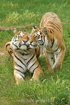 Igor and Anoushka - Wildlife Vets International