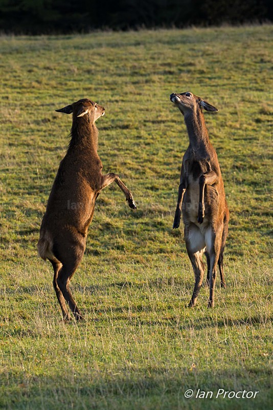 Hinds on Hind Legs! - Nature