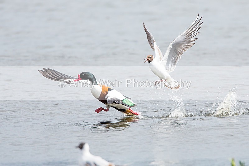 20140511-3K8A1162 - Shelduck