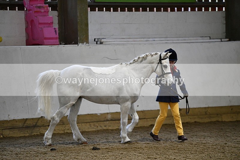 WJ5_4635 - Class 3 Part Bred In hand