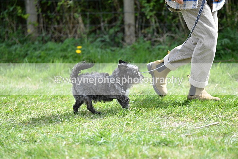 WJ5_9662 - Class 3 Most Handsome Dog